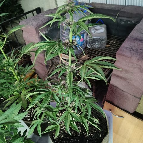 BananaPurplePunchAuto / Niquito growlog timeline photo