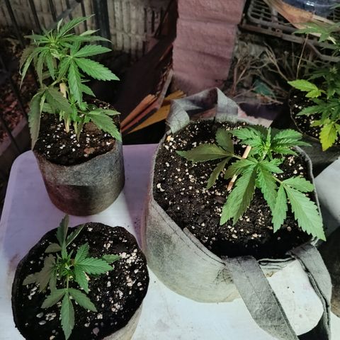 BananaPurplePunchAuto+AutoTutankhamon / Sandita growlog timeline photo
