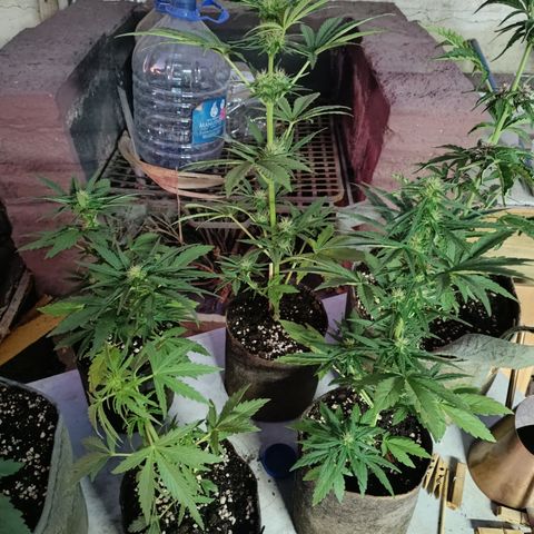 Tutankhamon Auto / Sandita growlog timeline photo