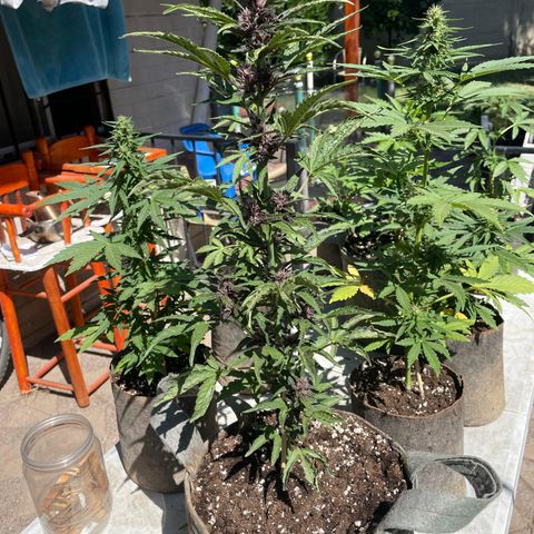 BananaPurplePunchAuto / Niquito growlog timeline photo
