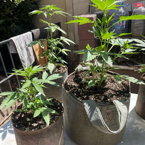 BananaPurplePunchAuto+AutoTutankhamon / Sandita growlog timeline photo