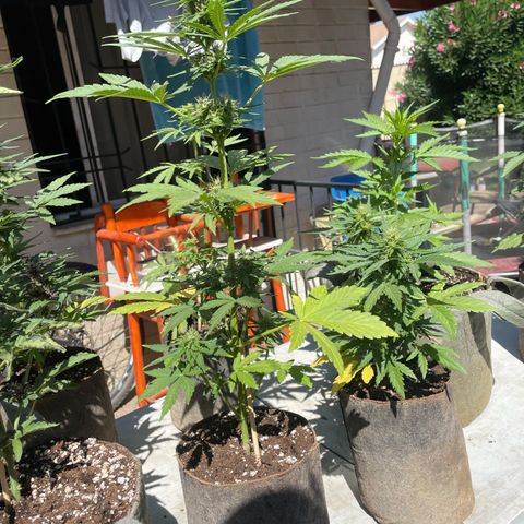 Tutankhamon Auto / Sandita growlog timeline photo