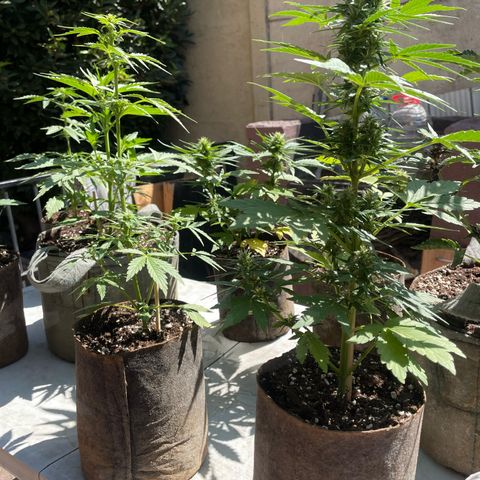 Tutankhamon Auto / Sandita growlog timeline photo