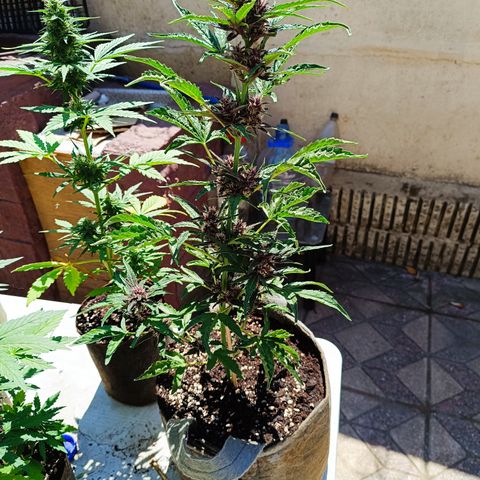 BananaPurplePunchAuto / Niquito growlog timeline photo