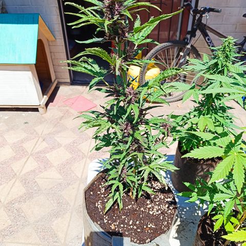 BananaPurplePunchAuto / Niquito growlog timeline photo