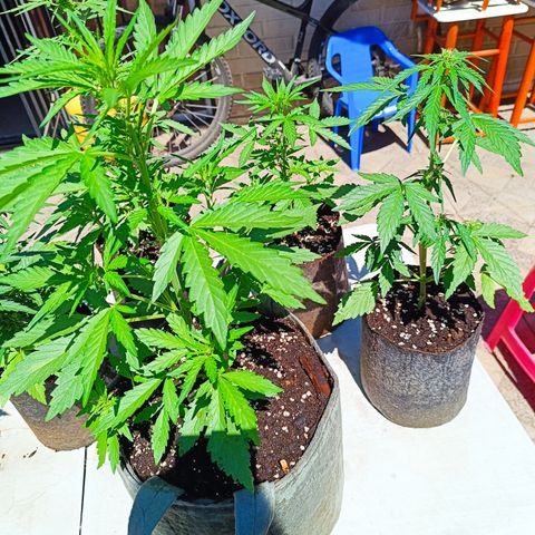 BananaPurplePunchAuto+AutoTutankhamon / Sandita growlog timeline photo