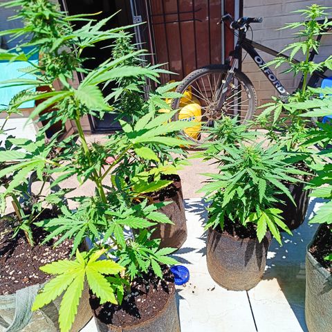 Tutankhamon Auto / Sandita growlog timeline photo