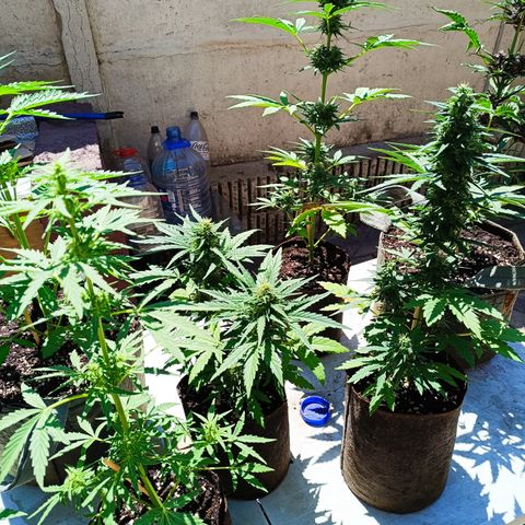 Tutankhamon Auto / Sandita growlog timeline photo
