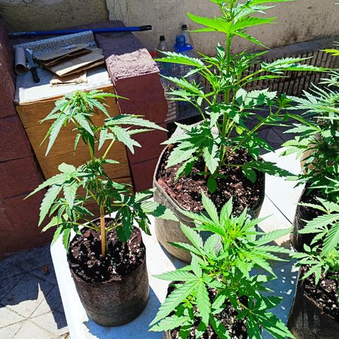 BananaPurplePunchAuto+AutoTutankhamon / Sandita growlog timeline photo