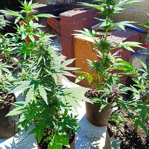 Tutankhamon Auto / Sandita growlog timeline photo