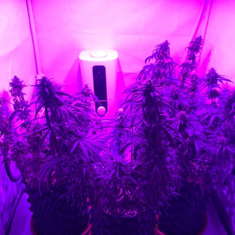 Wedding Cheesecake FF by GLGA growlog timeline photo