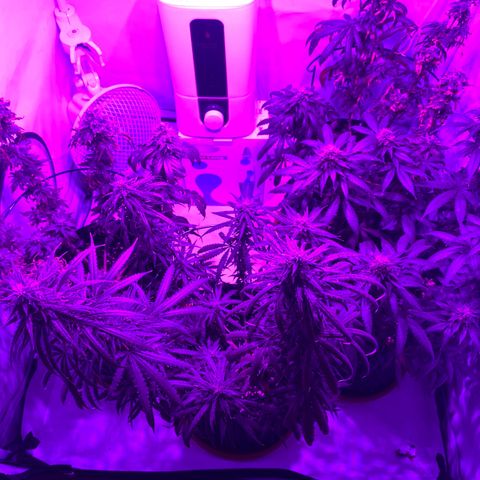 Wedding Cheesecake FF by GLGA growlog timeline photo