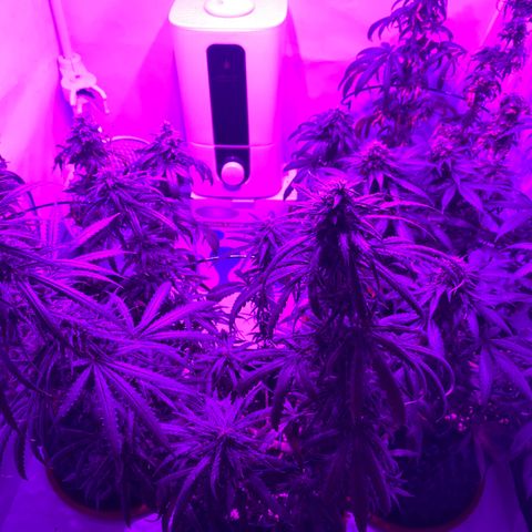 Wedding Cheesecake FF by GLGA growlog timeline photo