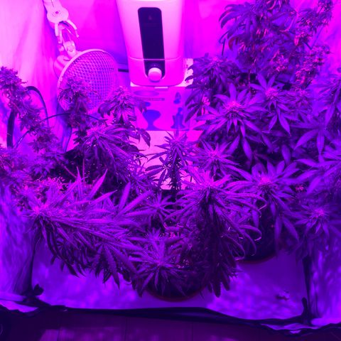 Wedding Cheesecake FF by GLGA growlog timeline photo