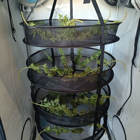 Wedding Cheesecake FF by GLGA growlog timeline photo