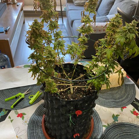 Wedding Cheesecake FF by GLGA growlog timeline photo