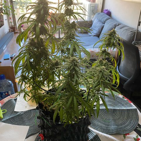 Wedding Cheesecake FF by GLGA growlog timeline photo