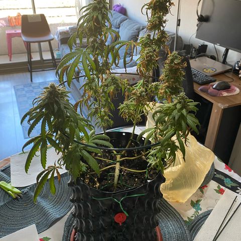 Wedding Cheesecake FF by GLGA growlog timeline photo
