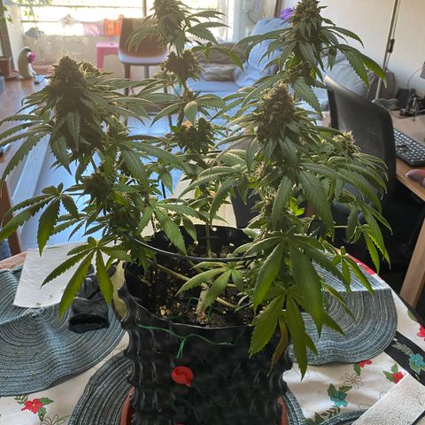Wedding Cheesecake FF by GLGA growlog timeline photo
