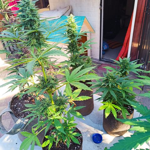 Tutankhamon Auto / Sandita growlog timeline photo