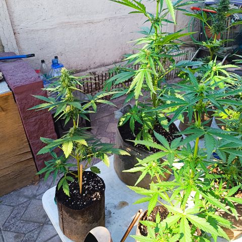 BananaPurplePunchAuto+AutoTutankhamon / Sandita growlog timeline photo