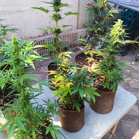 Tutankhamon Auto / Sandita growlog timeline photo