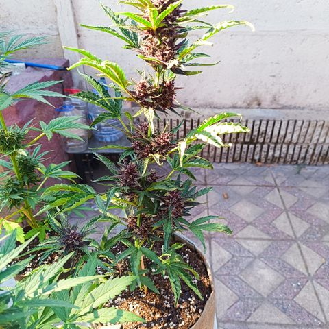 BananaPurplePunchAuto / Niquito growlog timeline photo