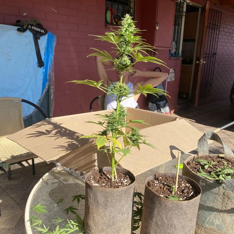 Tutankhamon Auto / Sandita growlog timeline photo