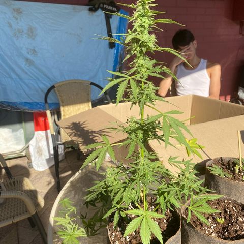Tutankhamon Auto / Sandita growlog timeline photo