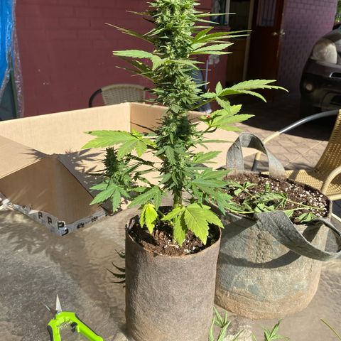 Tutankhamon Auto / Sandita growlog timeline photo