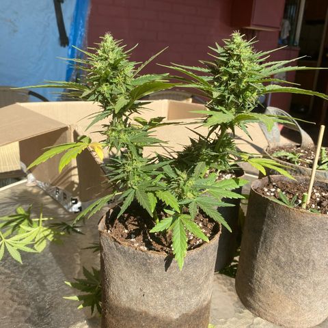 Tutankhamon Auto / Sandita growlog timeline photo