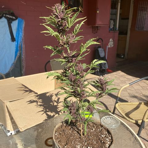 BananaPurplePunchAuto / Niquito growlog timeline photo