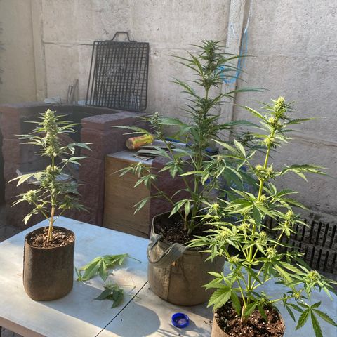 BananaPurplePunchAuto+AutoTutankhamon / Sandita growlog timeline photo