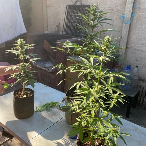 BananaPurplePunchAuto+AutoTutankhamon / Sandita growlog timeline photo