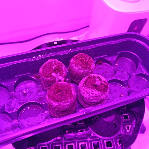 Jack 47 FV + G-Haze FV by Golaga growlog timeline photo