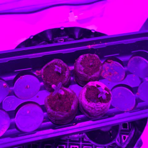 Jack 47 FV + G-Haze FV by Golaga growlog timeline photo
