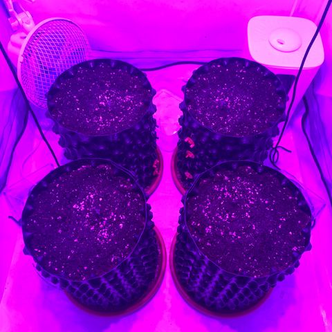 Jack 47 FV + G-Haze FV by Golaga growlog timeline photo