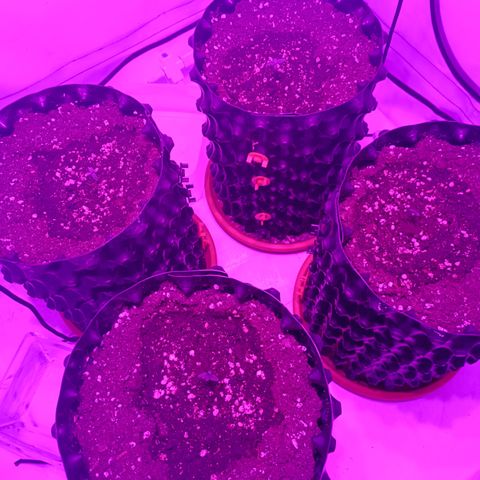 Jack 47 FV + G-Haze FV by Golaga growlog timeline photo