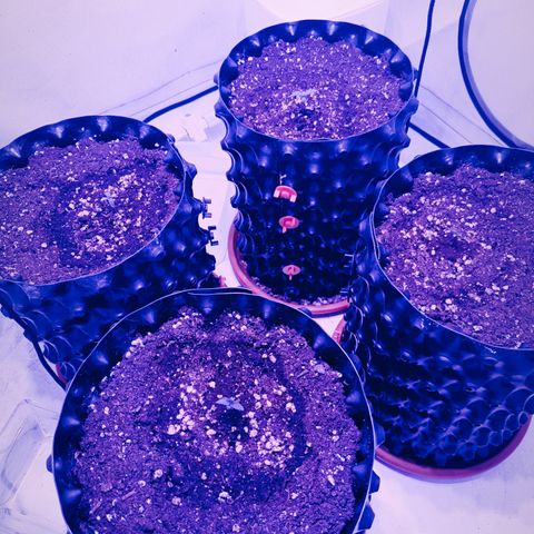 Jack 47 FV + G-Haze FV by Golaga growlog timeline photo