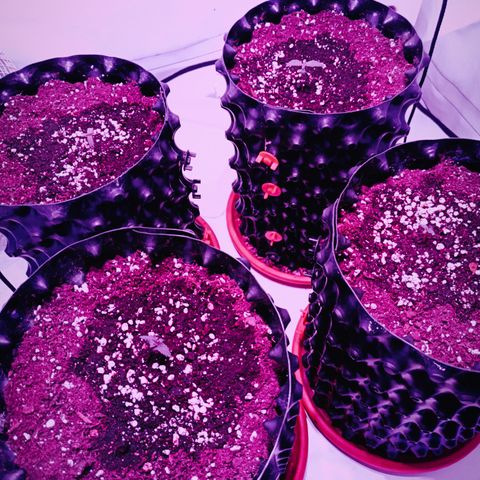 Jack 47 FV + G-Haze FV by Golaga growlog timeline photo