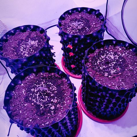 Jack 47 FV + G-Haze FV by Golaga growlog timeline photo