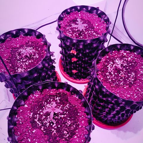 Jack 47 FV + G-Haze FV by Golaga growlog timeline photo