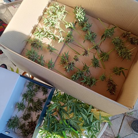 BananaPurplePunchAuto+AutoTutankhamon / Sandita growlog timeline photo