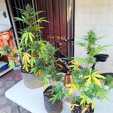 BananaPurplePunchAuto+AutoTutankhamon / Sandita growlog timeline photo