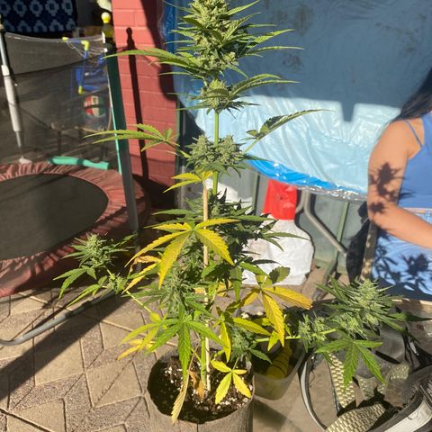 BananaPurplePunchAuto+AutoTutankhamon / Sandita growlog timeline photo