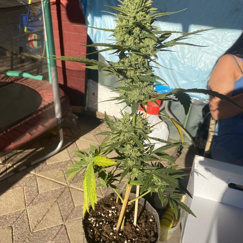 BananaPurplePunchAuto+AutoTutankhamon / Sandita growlog timeline photo