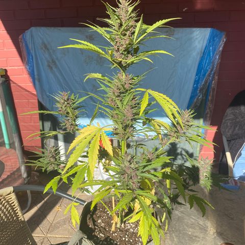 BananaPurplePunchAuto+AutoTutankhamon / Sandita growlog timeline photo