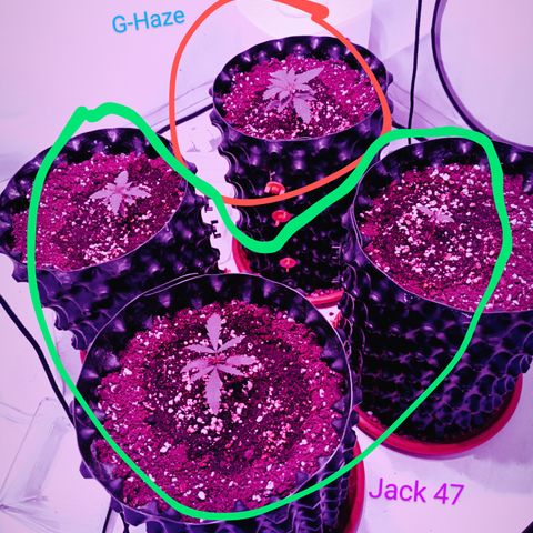 Jack 47 FV + G-Haze FV by Golaga growlog timeline photo