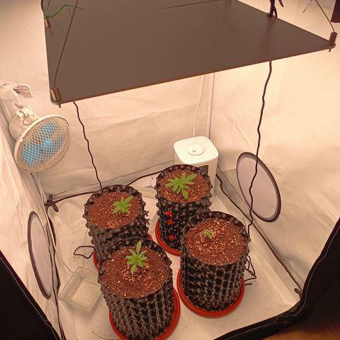 Jack 47 FV + G-Haze FV by Golaga growlog timeline photo