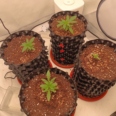 Jack 47 FV + G-Haze FV by Golaga growlog timeline photo